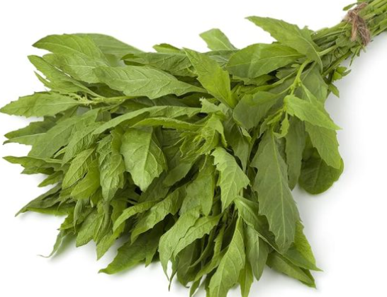 Epazote