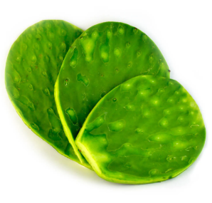 Nopal